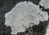 Aspicilia cinerea image
