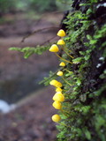 Mycena oregonensis image