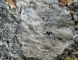 Lecanora rupicola var. rupicola image
