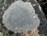 Lecanora rupicola var. rupicola image