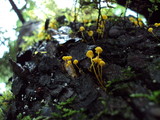 Mycena oregonensis image