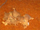 Peziza domiciliana image