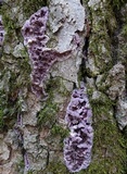 Chondrostereum purpureum image