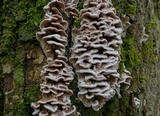 Chondrostereum purpureum image