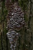 Chondrostereum purpureum image