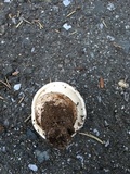 Neolentinus ponderosus image