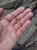 Mycena renati image