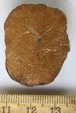 Gautieria monticola image