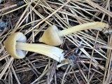 Entoloma holoconiotum image