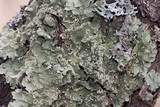 Flavopunctelia flaventior image