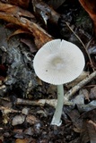 Amanita sect. Vaginatae image