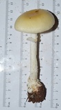 Amanita velatipes image