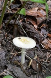 Amanita velatipes image