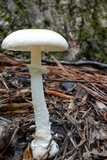 Amanita velatipes image