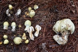 Agaricus auricolor image