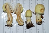 Agaricus auricolor image