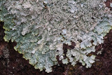 Punctelia stictica image