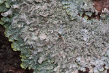 Punctelia stictica image