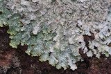 Punctelia stictica image