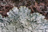 Punctelia stictica image