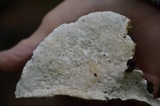 Oxyporus populinus image