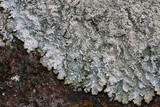 Punctelia stictica image