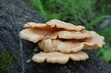 Pleurotus populinus image