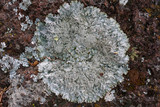 Punctelia stictica image
