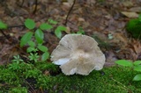 Megacollybia rodmanii image