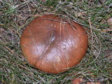 Suillus luteus image