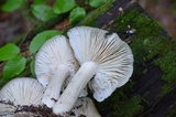 Megacollybia rodmanii image