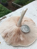 Pluteus petasatus image
