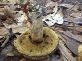 Leccinellum crocipodium image