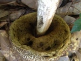 Leccinellum crocipodium image