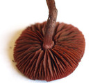 Tubaria punicea image