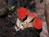 Sarcoscypha occidentalis image