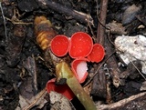 Sarcoscypha occidentalis image