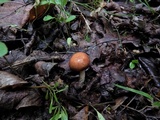 Limacella glischra image
