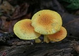 Cyptotrama chrysopepla image