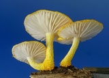 Cyptotrama chrysopepla image