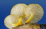 Cyptotrama chrysopepla image