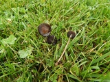 Panaeolus fimicola image