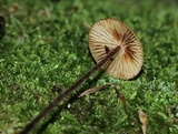 Rhizomarasmius pyrrhocephalus image