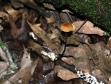 Rhizomarasmius pyrrhocephalus image