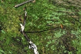 Rhizomarasmius pyrrhocephalus image