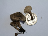 Clitocybe trulliformis image