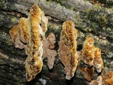 Phellinus gilvus image
