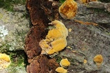 Phellinus gilvus image