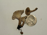 Clitocybe trulliformis image