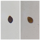 Panaeolus fimicola image